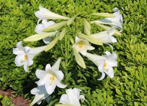 13244198_10206774726275885_6809193573752934727_o