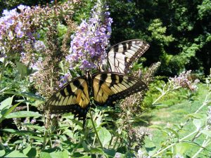 Aug Butterfly Swallowtail by Carol Keane
