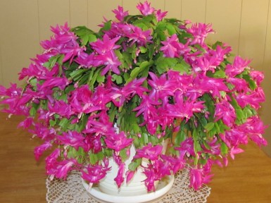 Becky Green Home & Calendar Photos 008