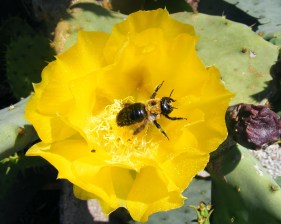 Carol Keane bee on yellow flower