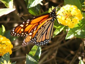 Carol Keane butterfly on yellow flower