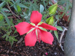 Sep Coral Flower by Marlene Haughn