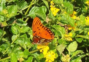 Sep Orange Butterfly Carol Keane