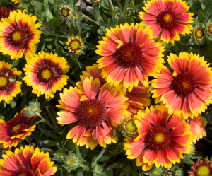 Screen Shot 2016-02-18 at 3.54.48 PM